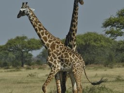 Western_Corridor_(Kirawira)2003-114